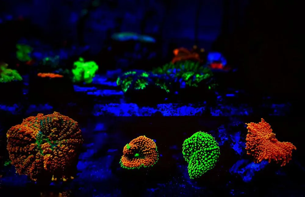 Aquarium Lights
